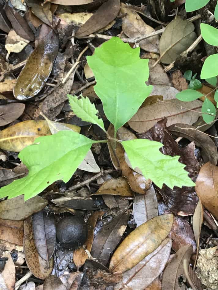 Chinkapin Oak seedling