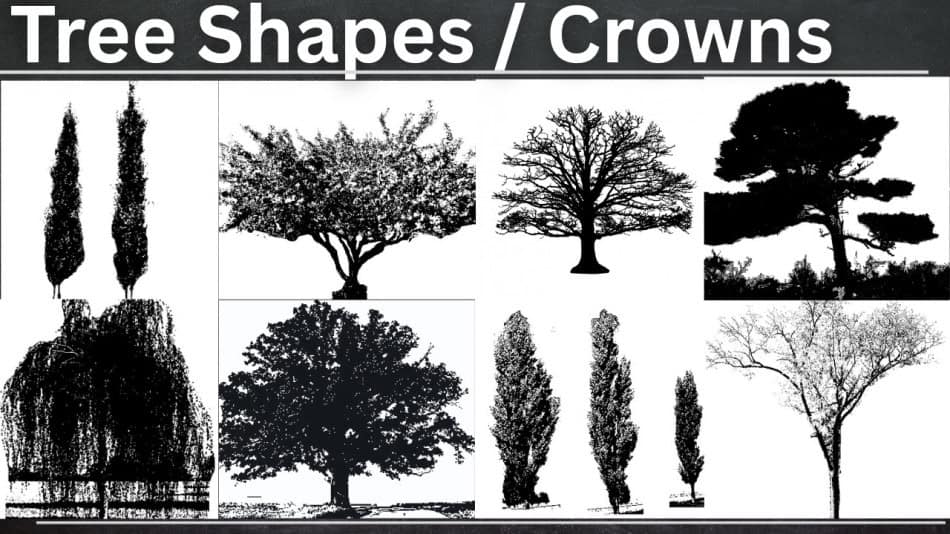 Tree Shapes Crowns