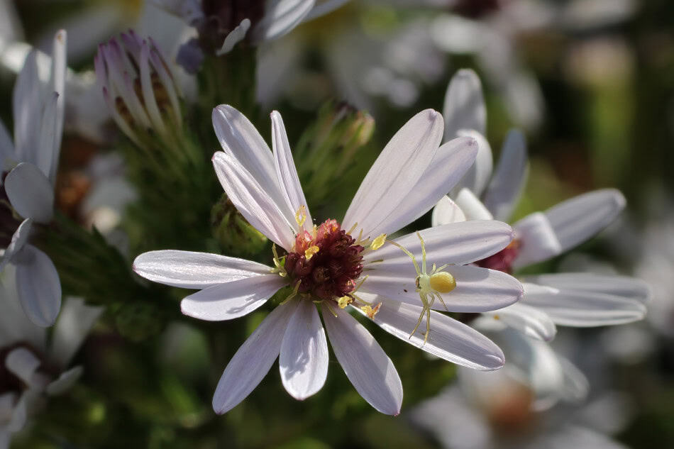 blue wood aster crab-spider