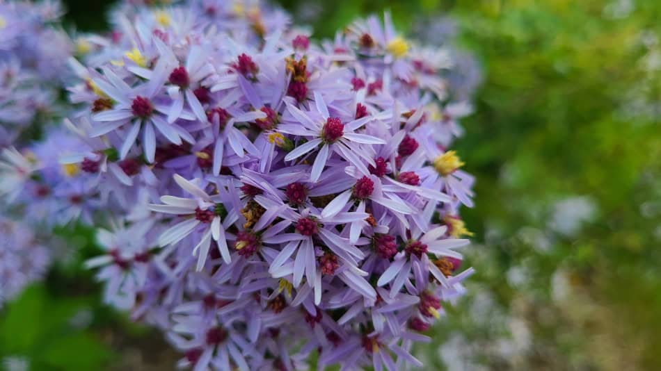 Symphyotrichum cordifolium
