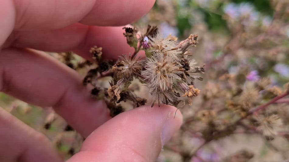 Common Blue Aster seed head