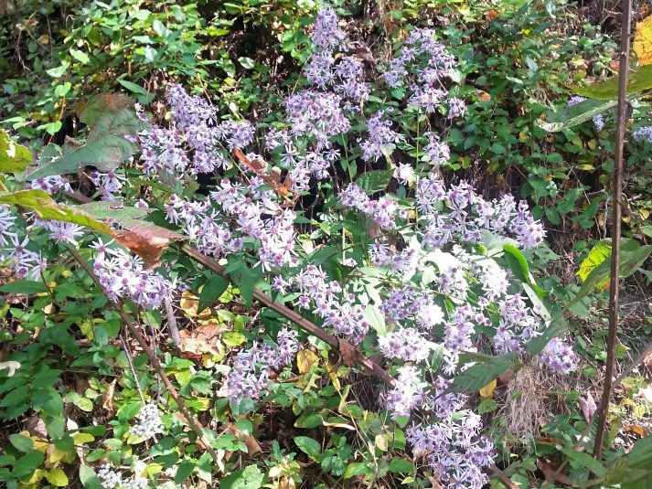 heart-leaved-aster forest
