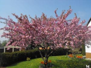 Crown Tree Examples The Shape Of Trees – A Visual Guide To Tree Forms/Crowns – GrowIt BuildIT