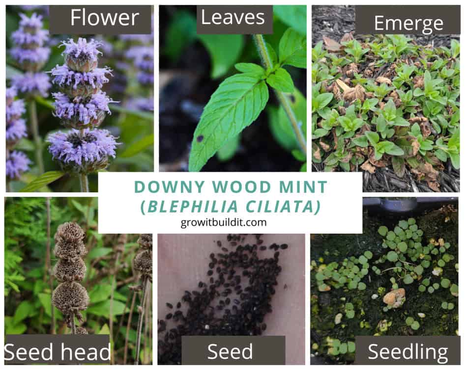 Downy Wood Mint Identification