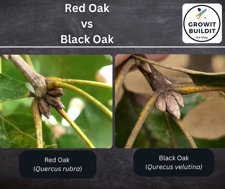 Red Oak vs Black Oak buds