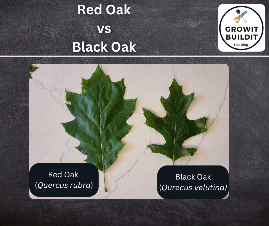 Black Oak vs Red Oak leaf
