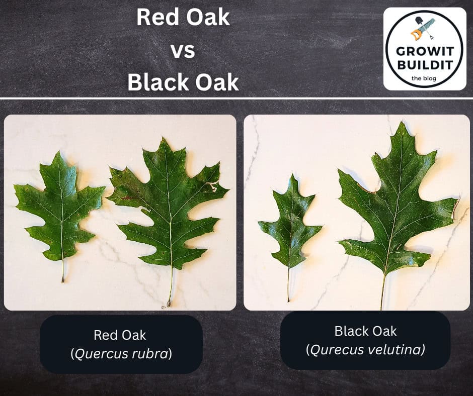 Red Oak vs Black Oak leaves