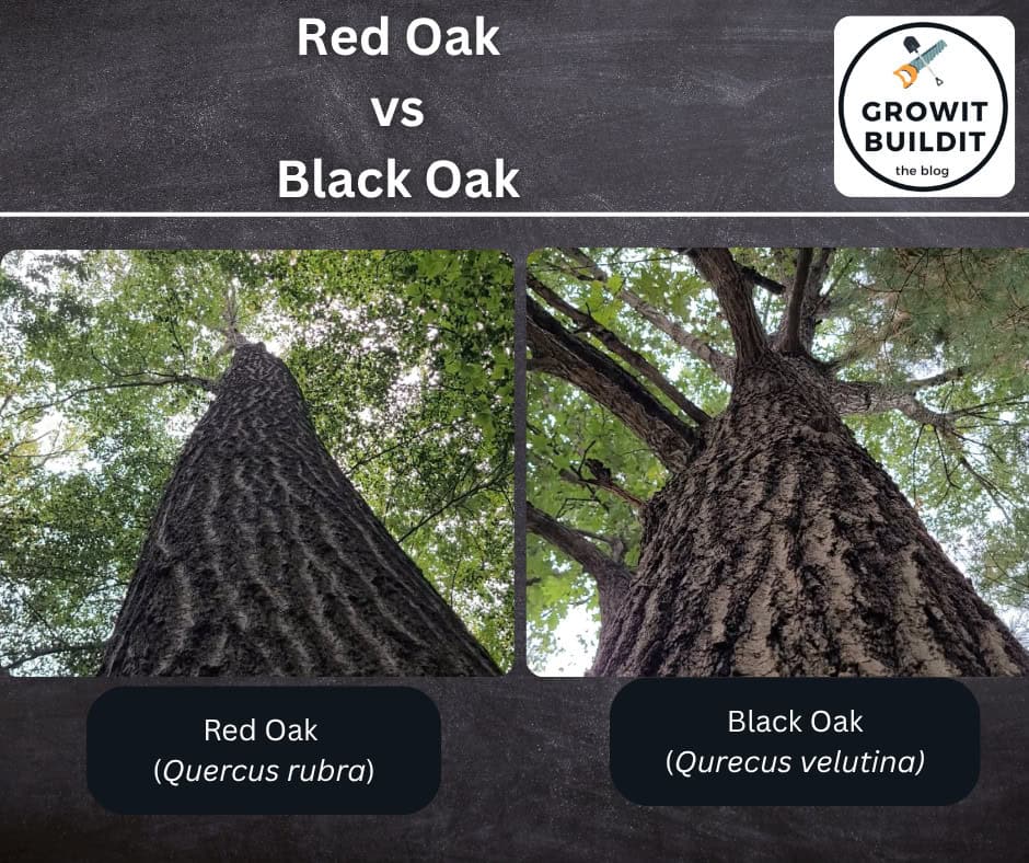 Red Oak Black Oak Bark Comparison