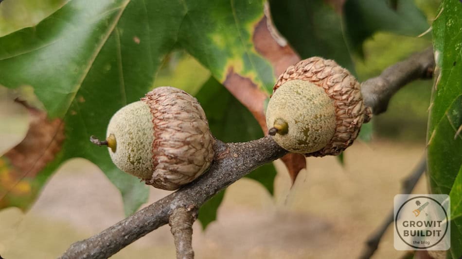 Black Oak acorns