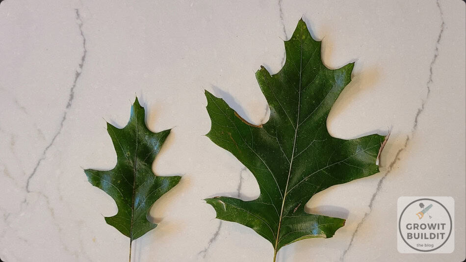 Black Oak leaves