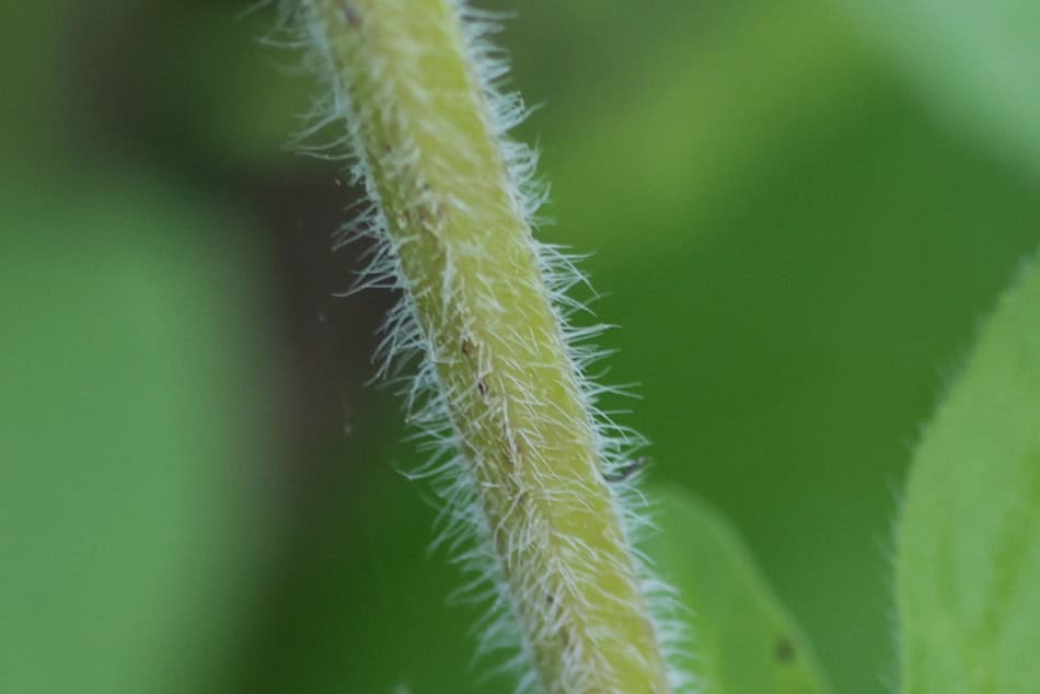 blephilia ciliata stalk stem