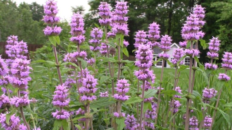 A Beginners Guide To Downy Wood Mint Growit Buildit 