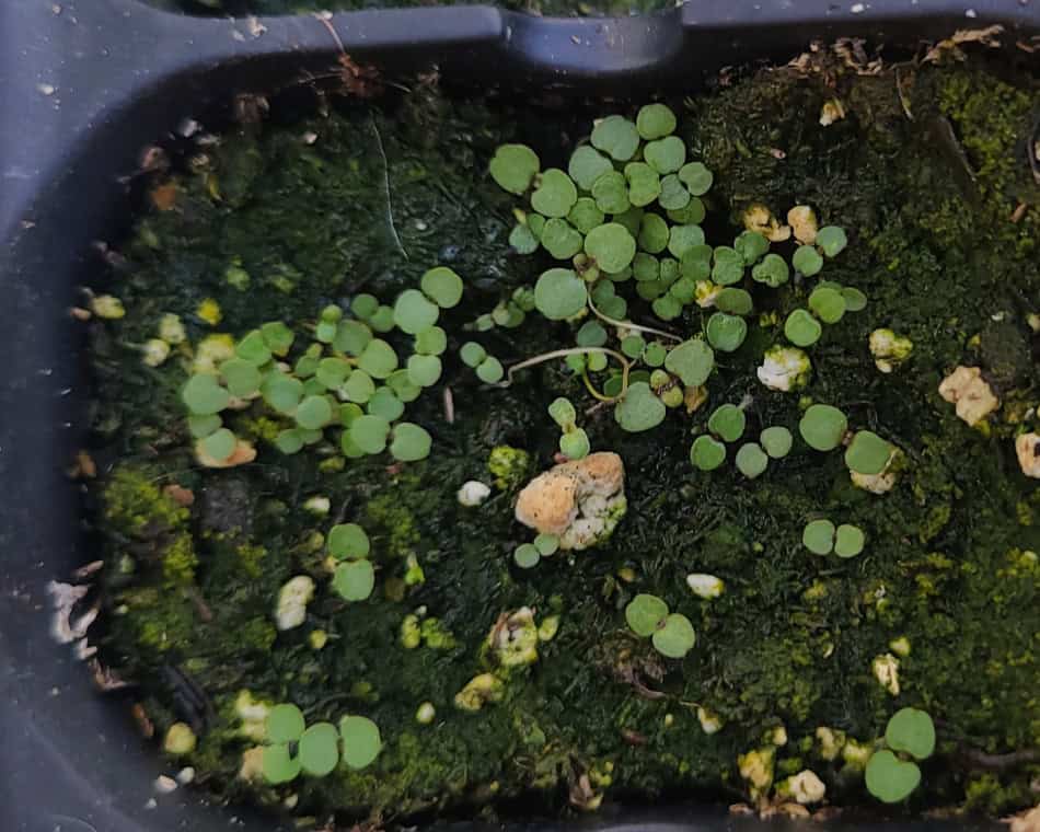 Downy wood mint cotyledon seedling