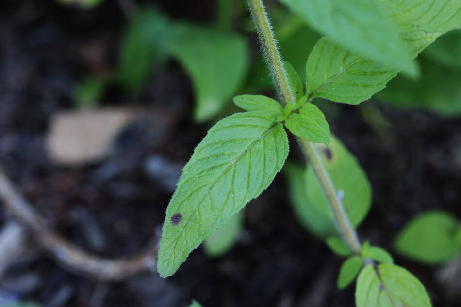 Downy wood mint leaves and stem