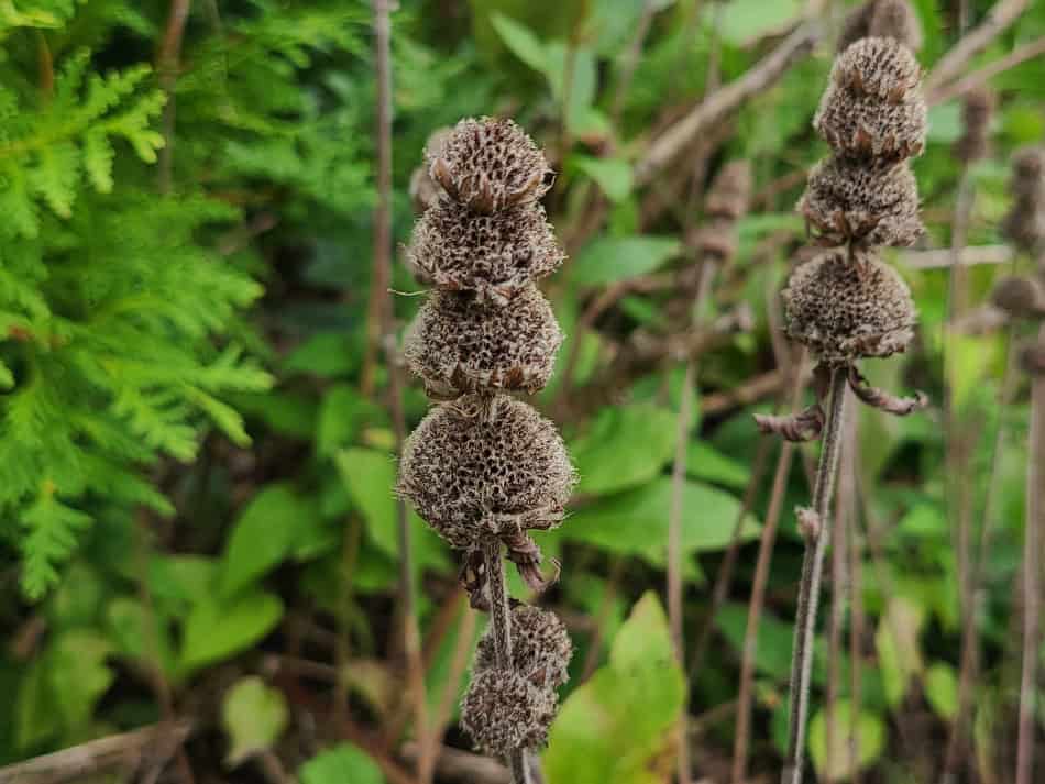 Downy Wood Mint seed head