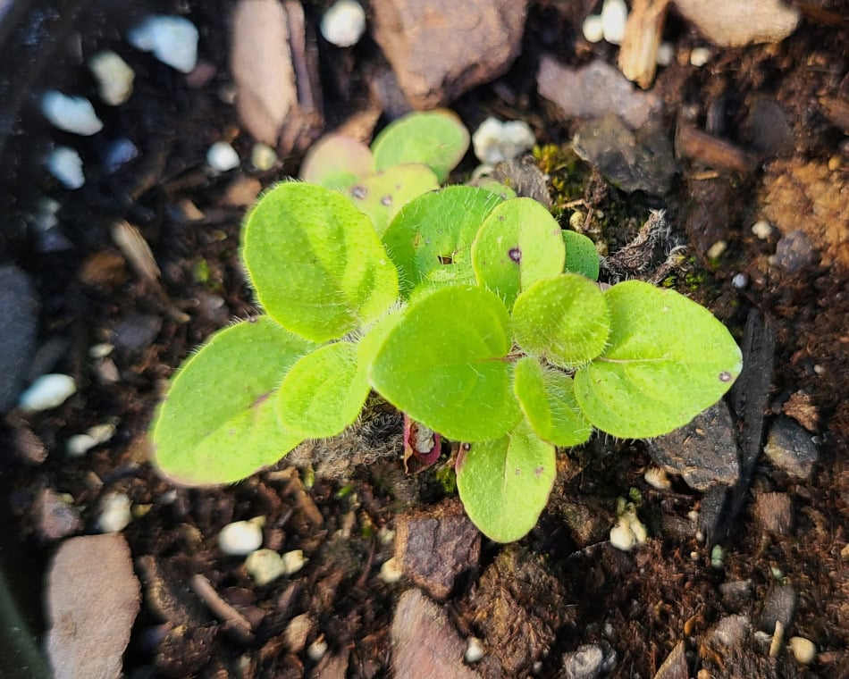 Downy wood mint seedling