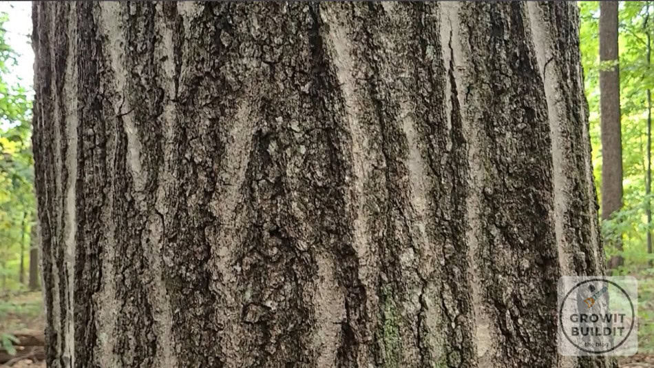 Red Oak Bark