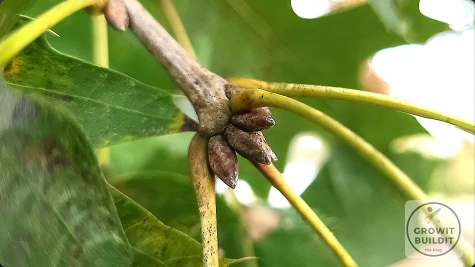 Red Oak buds