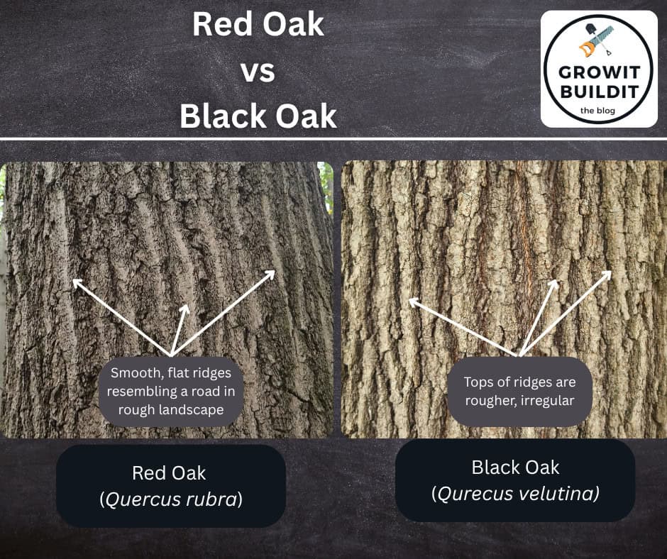 Red Oak Black Oak Bark Comparison