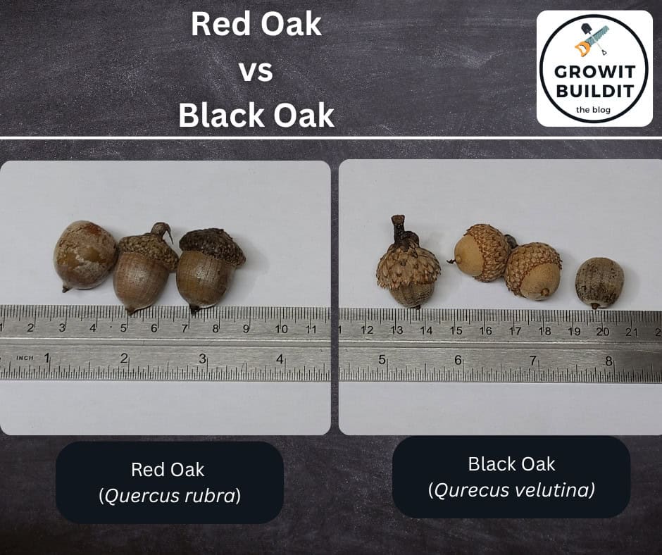 Red Oak vs Black Oak acorn comparison