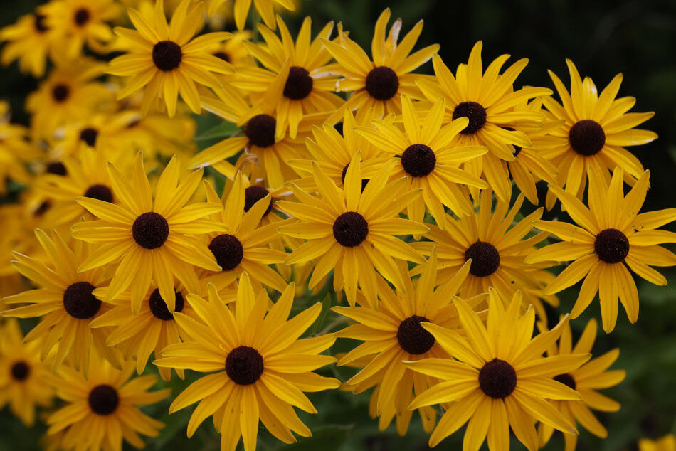 rudbeckia subtomentosa