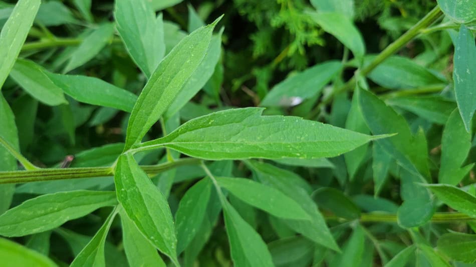 rudbeckia subtomentosa lower leaf