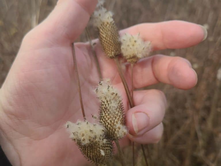 Thimble Reed Farm A Beginner's Guide To Growing Tall Thimbleweed | GrowIt BuildIT