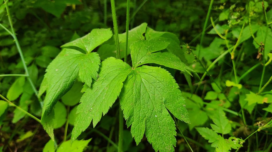 tall thimbleweed leaf