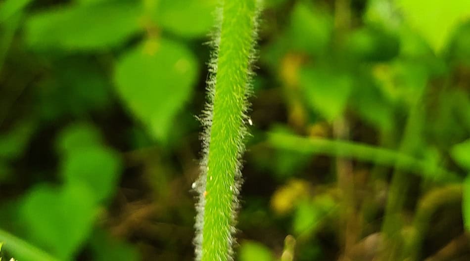 tall thimbleweed stalk