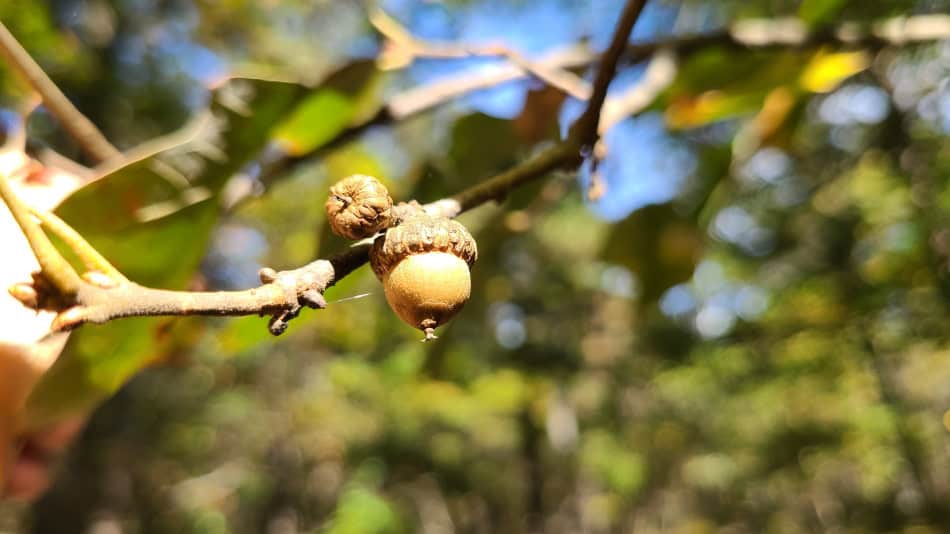 bear oak acorn