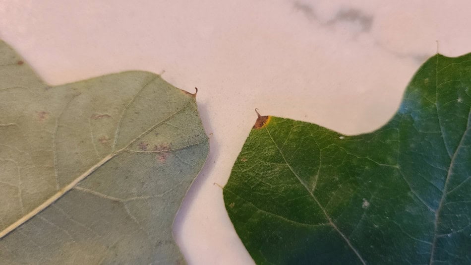 Bear Oak leaf bristle tip