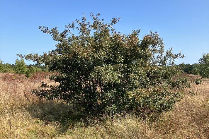 Bear Oak quercus ilicifolia