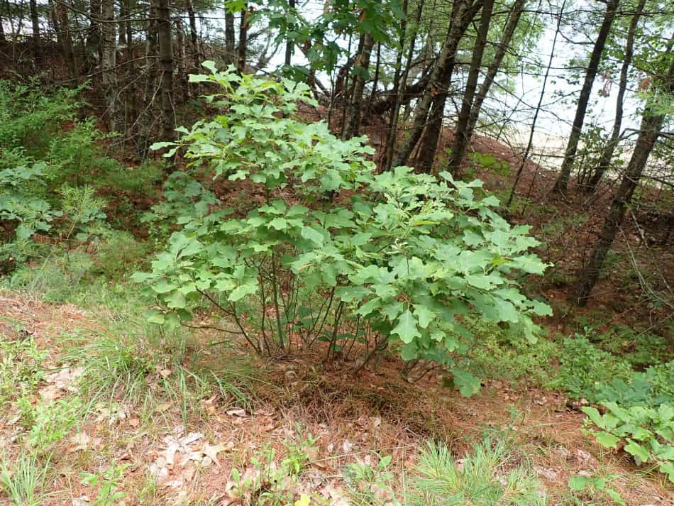 Bear Oak / Scrub Oak