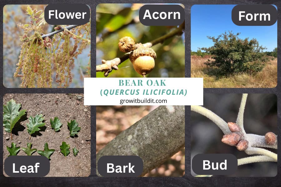 Close-up of flower and acorn on Bear Oak tree with detailed images of leaf, bark, and buds for identification.