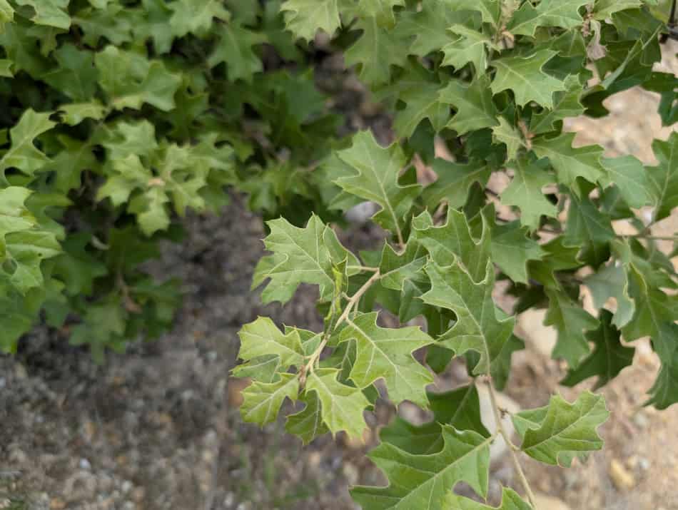 quercus-ilicifolia leaves