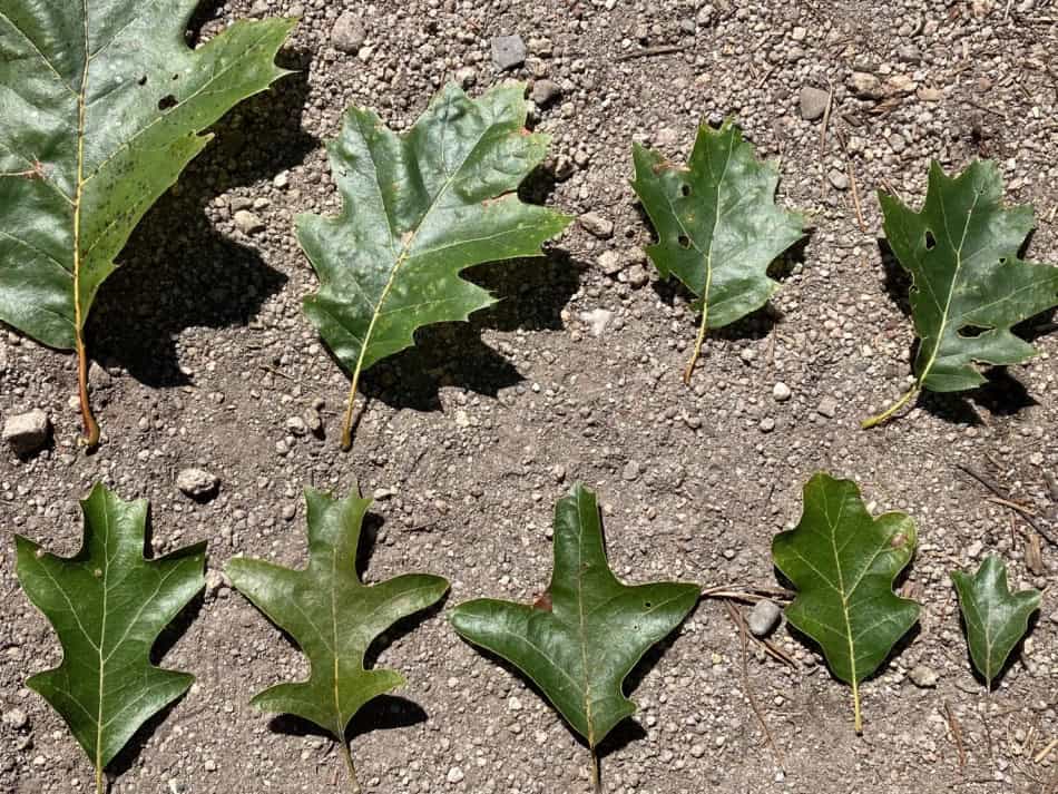 bear oak leaves
