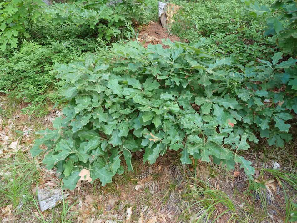 bear oak shrub