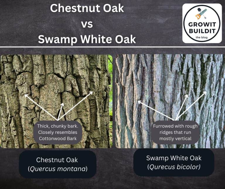 Comparing Chestnut Oak and Swamp White Oak – Identification – GrowIt ...