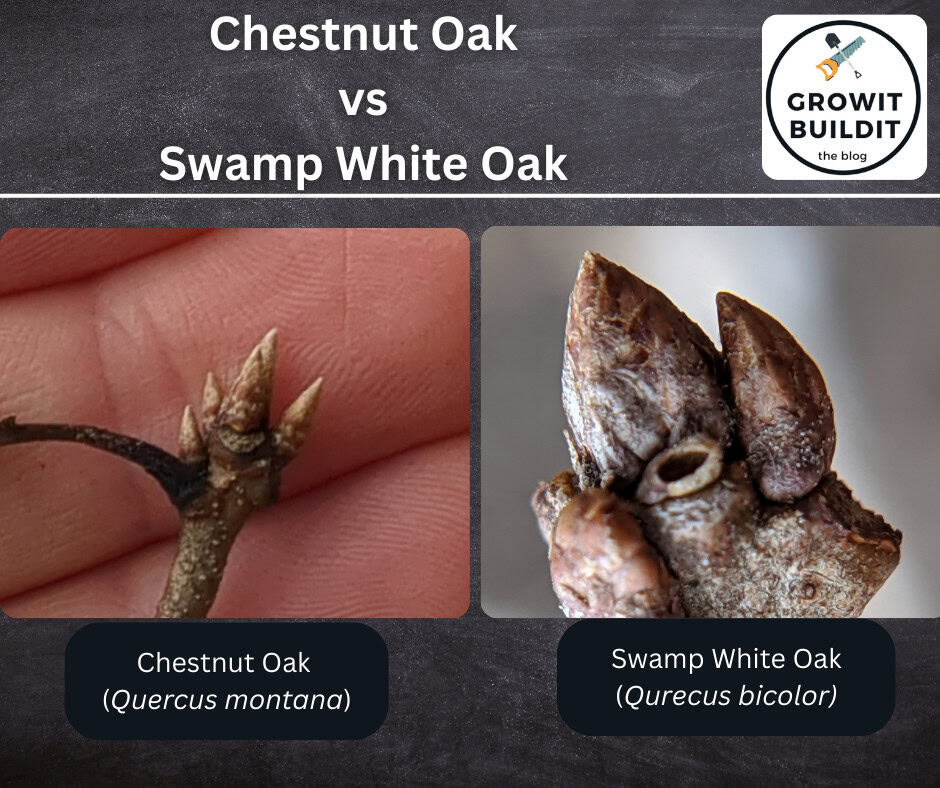 Chestnut Oak vs Swamp White Oak bud Identification