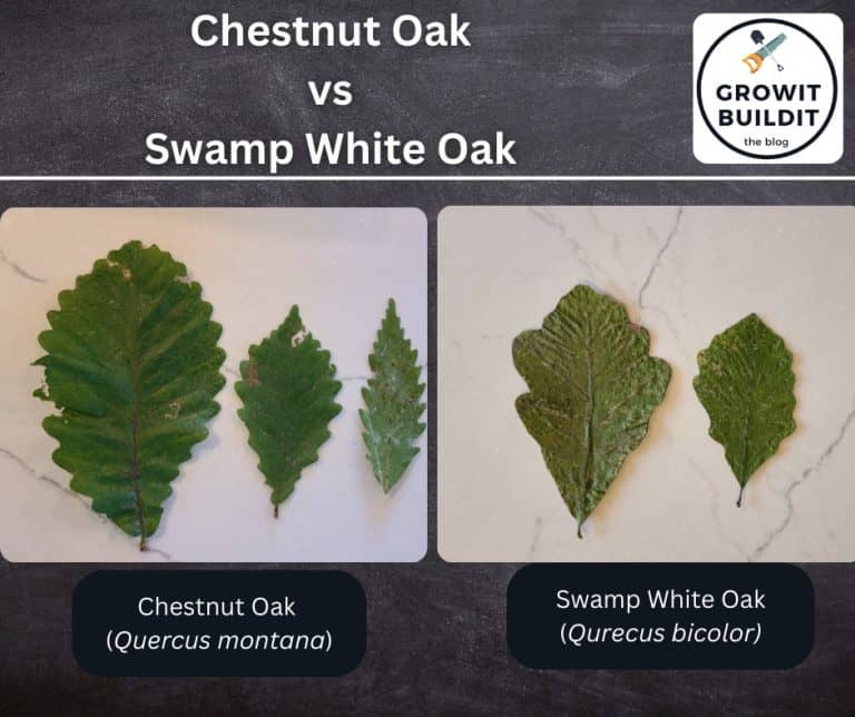 Comparing Chestnut Oak and Swamp White Oak – Identification – GrowIt ...