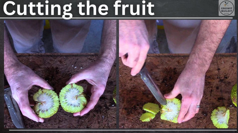 Extract hedge apple seeds