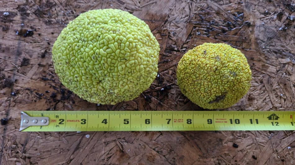 hedge apples