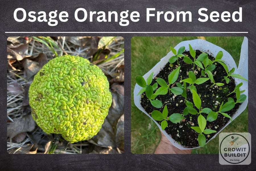 hedge apple seed germination osage orange