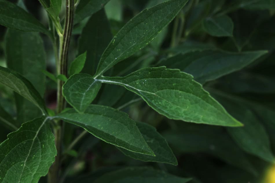 rudbeckia subtomentosa leaf