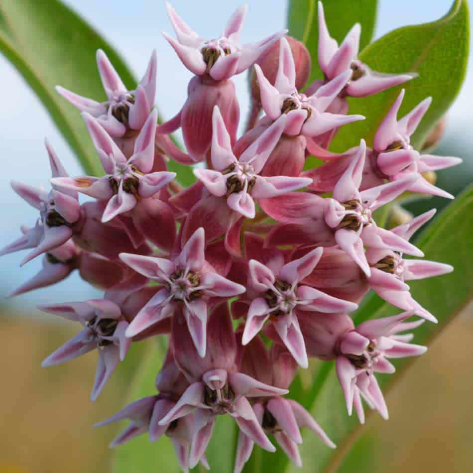 showy milkweed flower