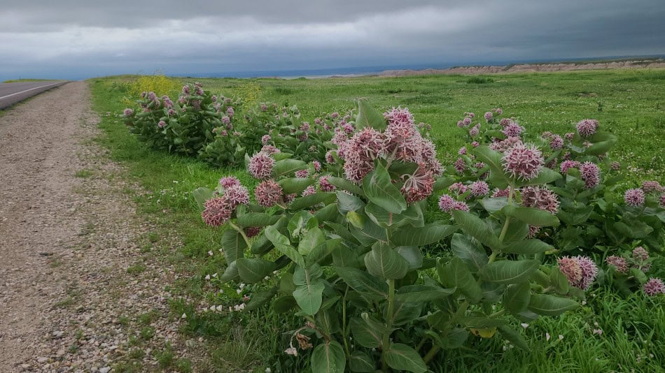showy milkweed badlands south dakota