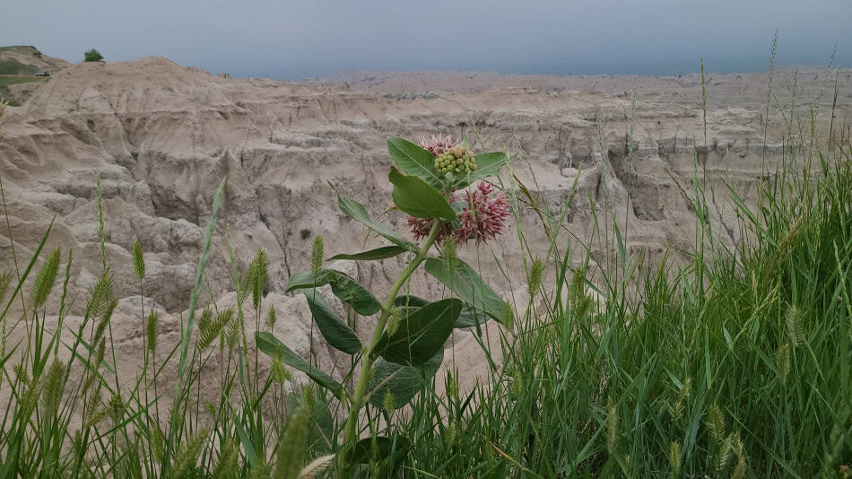 showy milkweed badlands