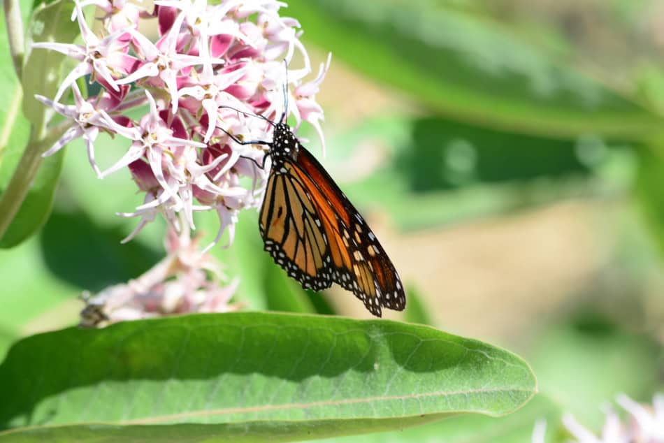asclepias speciosa monarch