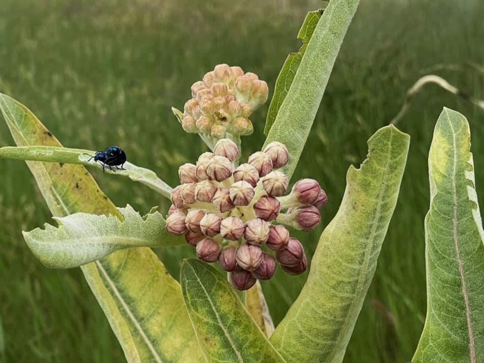 showy milkweed blue beetle