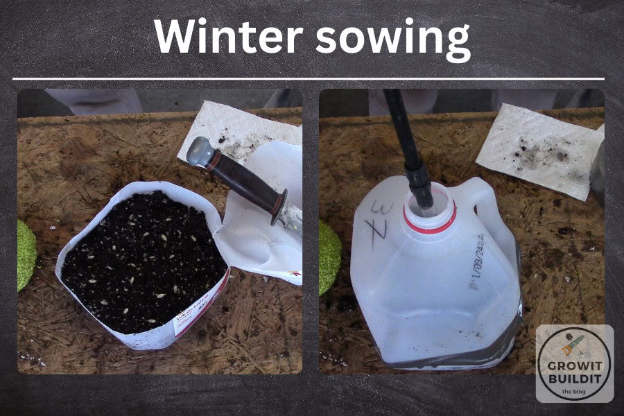 planting hedge apples